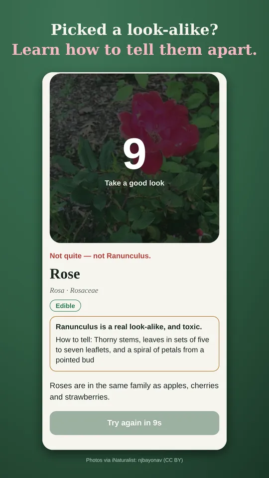 A wrong answer that was a look-alike explains how to tell rose and ranunculus apart