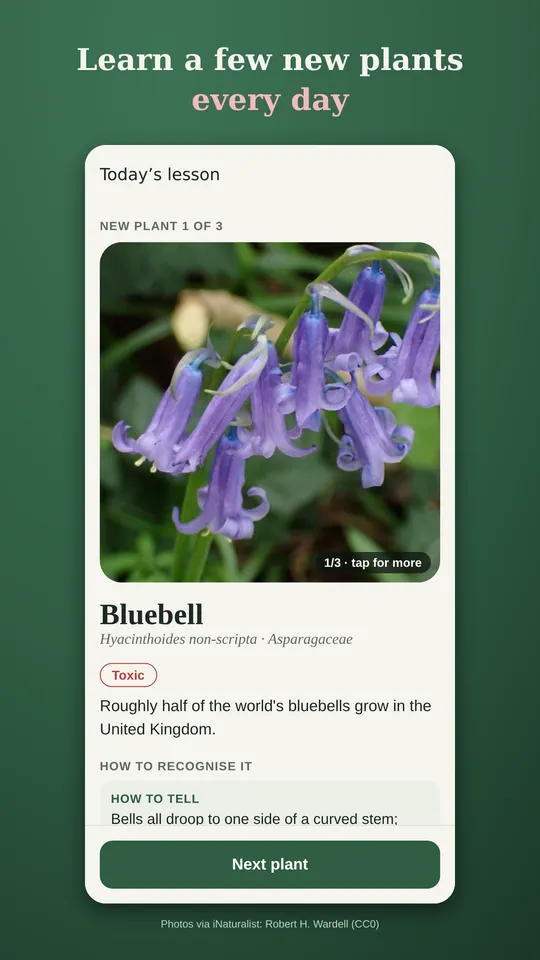 FloraLock lesson card for the bluebell