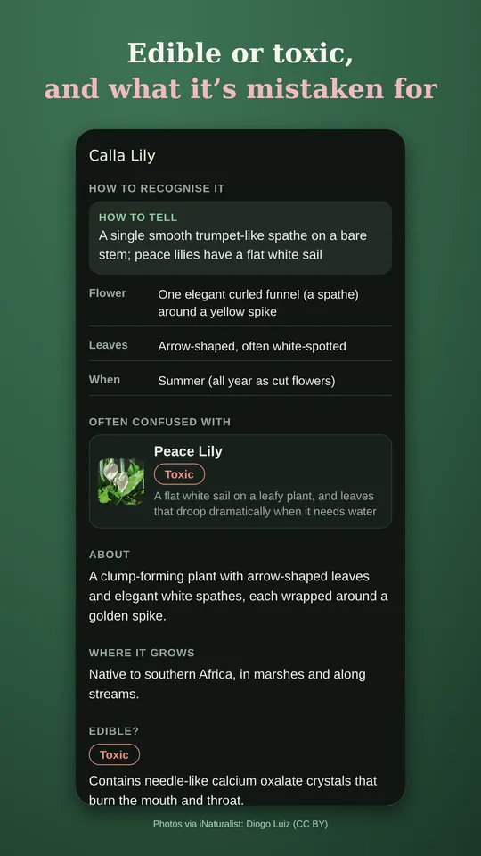 Calla lily page in dark mode: how to recognise it and its look-alike, the peace lily