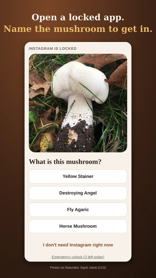 Open a locked app and name the mushroom to get in