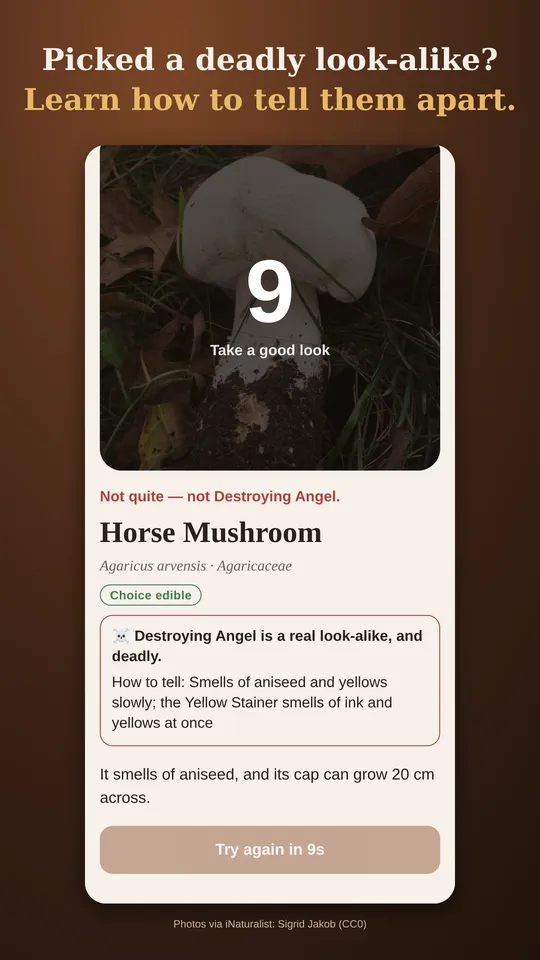 Picking the Destroying Angel explains it is a deadly look-alike of the horse mushroom