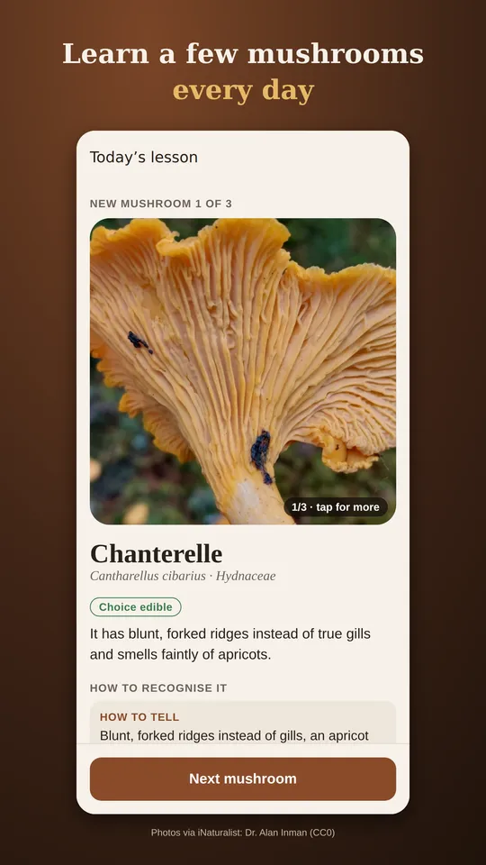 A lesson card for the chanterelle, marked choice edible