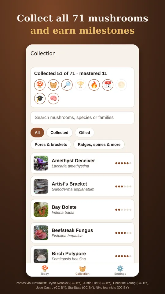 The collection: 51 of 71 mushrooms collected, with milestones