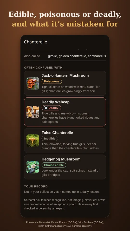 Chanterelle page in dark mode with its look-alikes: jack-o’-lantern, deadly webcap, false chanterelle and hedgehog